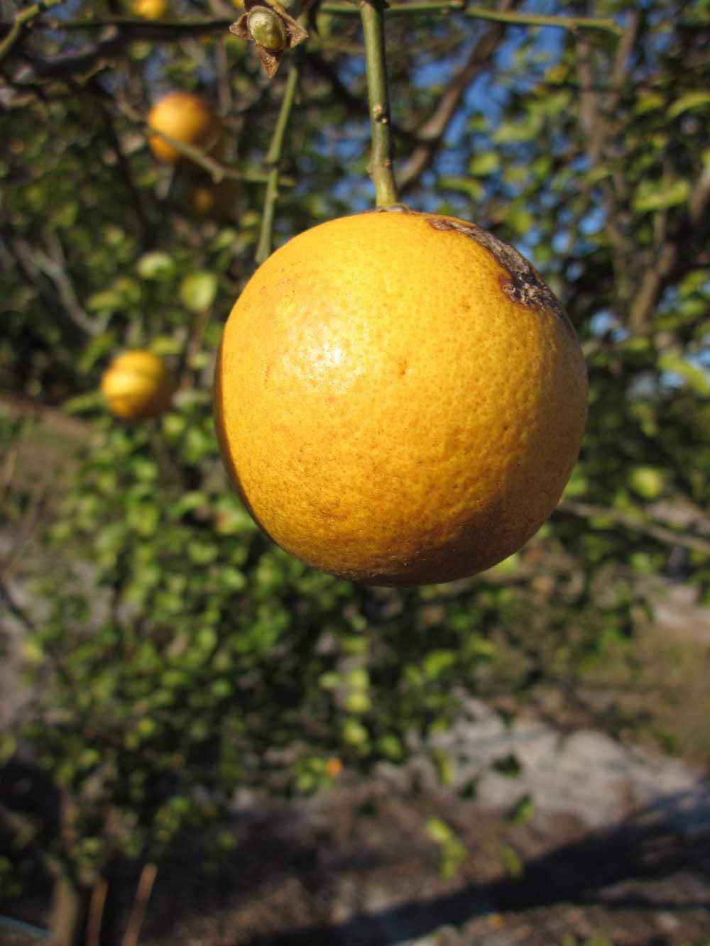              Fruit of  Citrus sinensis    x  Poncirus   trifoliata                   (Kuharske, Winter Haven, FL)       